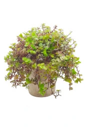Antik Seramik Saksıda Callisia Repens - 2