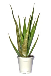 Tıbbi Aloevera Bitkisi Fidanı +4 Yaş Yetişkin Saksılı Şifalı Aloe Vera 50-60 cm - 1