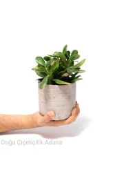 Seramik Saksıda Para Ağacı Bereket Ağacı Crassula Ovata 001 - 1