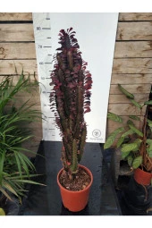 Euphorbia Trigona "rubra" Xl thumbnail 1