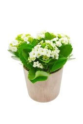 Antik Seramik Saksıda Beyaz Kalanchoe thumbnail 1