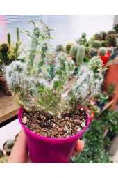 Opuntia Vestita Cristata thumbnail 1