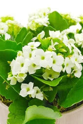 Antik Seramik Saksıda Beyaz Kalanchoe thumbnail 3