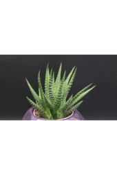 Fp3 Teramo Dekoratif Beton Saksı Ve Haworthia thumbnail 3