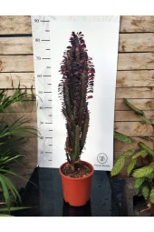 Euphorbia Trigona "rubra" Xl thumbnail 4
