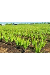 Aloe Vera Sarısabır 10.5 Saksıda - 2