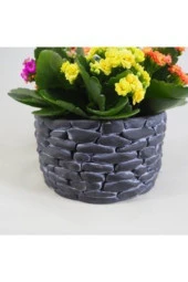 Çeşitli Renkte Kalanşo Kalanchoe & Siyah Honey Beton Saksıda Hediyelik Canlı Çiçek - 3