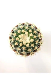 Echinocactus Grusonii Altın Fıçı Kaktüs Terakota Saksı Ile Birlikte 10.5 cm Rf28 thumbnail 1