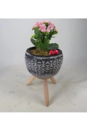Pembe Kalanşo Kalanchoe & Siyah Bers Ayaklı Beton Saksıda Hediyelik Canlı thumbnail 1
