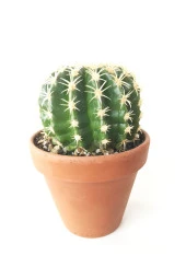 Echinocactus Grusonii Altın Fıçı Kaktüs Terakota Saksı Ile Birlikte 10.5 cm Rf28 thumbnail 2