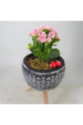 Pembe Kalanşo Kalanchoe & Siyah Bers Ayaklı Beton Saksıda Hediyelik Canlı thumbnail 2