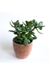 Crassula Ovata - Para Çiçeği 'turuncu Saksılı' thumbnail 1