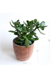 Crassula Ovata - Para Çiçeği 'turuncu Saksılı' thumbnail 2