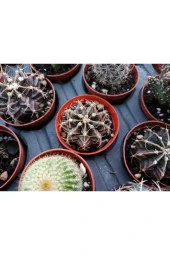 Gymnocalycium Mihanovichii 5.5cm - 1