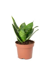 Sansevieria Trifasciata - Mini Peygamber / Paşa Kılıcı - 1