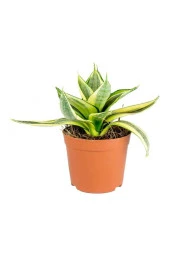 Sansevieria Trifasciata - Mini Peygamber / Paşa Kılıcı - 3