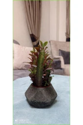 Dekoratif Saksıda Süt Ağacı 10 Cm 000111882 - 1