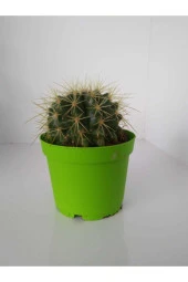 Echinocactus Grusoni Kaktüs thumbnail 2