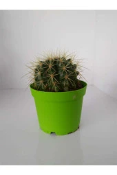 Echinocactus Grusoni Kaktüs thumbnail 3