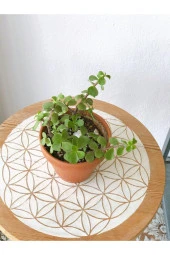 Portulacaria Afra Para Bitkisi thumbnail 2