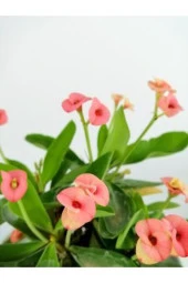 Ithal Pembe Dikenler Tacı 8.5+hediye thumbnail 2