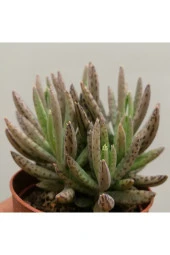 Kalanchoe Daigremontiana, Aşkın Gözyaşı Bitkisi Sukulent thumbnail 1