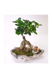 Taş Saksıda Ficus Bonsai Ve Groot - 3