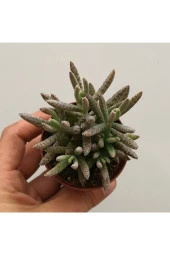 Kalanchoe Daigremontiana, Aşkın Gözyaşı Bitkisi Sukulent thumbnail 2