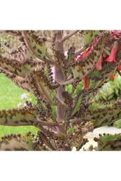 Kalanchoe Daigremontiana, Aşkın Gözyaşı Bitkisi Sukulent thumbnail 4
