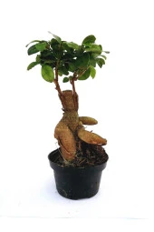 Ficus Mi Ginseng Bonsai 20-25 Cm Ev Ofis Salon Bitkisi thumbnail 1