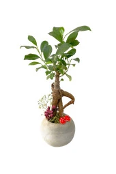 Beton Neptün Saksıda Mini Ficus Ginseng Bonsai thumbnail 1