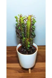 Euphorbia Trigona Rubra thumbnail 2