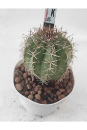 Melocactus-8.5 cm Saksı Kaktüs-ref 21h/34h/k45 thumbnail 1