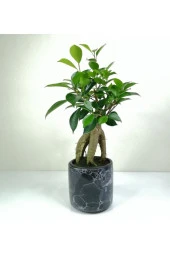 Bonsai Ficus Ginseng Siyah Seramik Saksılı thumbnail 1