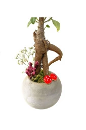 Beton Neptün Saksıda Mini Ficus Ginseng Bonsai thumbnail 2