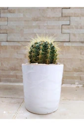 Porselen Saksıda Büyük Boy Taş Kaktüs thumbnail 1