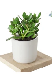 4 Adet Crassula Ovata Şans Para Çiçeği Şık Dekoratif Saksıda thumbnail 1
