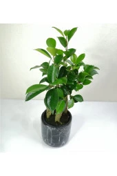 Bonsai Ficus Ginseng Siyah Seramik Saksılı thumbnail 2