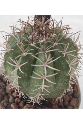 Melocactus-8.5 cm Saksı Kaktüs-ref 21h/34h/k45 thumbnail 2