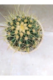 Porselen Saksıda Büyük Boy Taş Kaktüs thumbnail 2