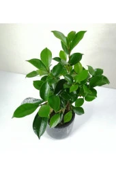 Bonsai Ficus Ginseng Siyah Seramik Saksılı thumbnail 3