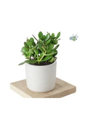 4 Adet Crassula Ovata Şans Para Çiçeği Şık Dekoratif Saksıda thumbnail 4