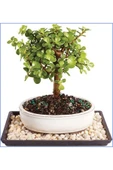 Dekoratif Para Ağacı Crassula Ovata - 1