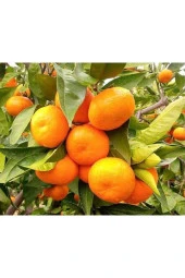 Mandalina Fidanı thumbnail 1