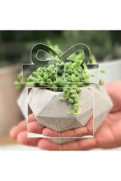 Geometrik Saksıda Tesbih Çiçeği Senecio 05 thumbnail 2