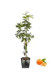 Mandalina Fidanı thumbnail 2