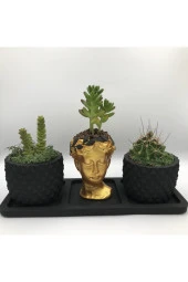 Beton Saksı - Altın Helen & 2'li Siyah Ananas Saksı Ve Saksı Altlığı Sukulent (bsahsa3) thumbnail 1