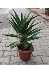 Dev Sarısabır thumbnail 1