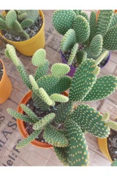 Opuntia Microdasys(tavsan Kaktus) thumbnail 3