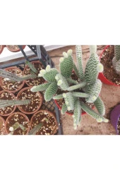 Opuntia Microdasys(tavsan Kaktus) thumbnail 4